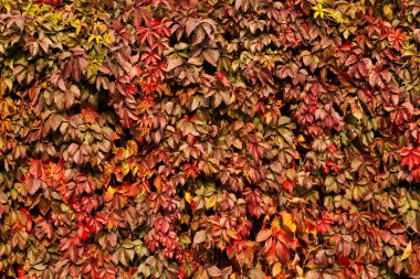 sonbahar yaprakları arkaplan dokusu deseni