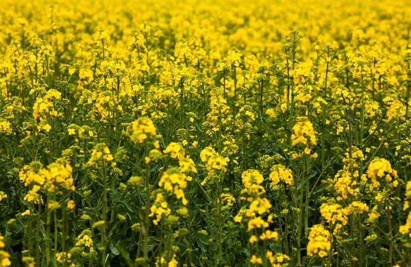 Colza Fält Blomma Makro Närbild — Stockfoto