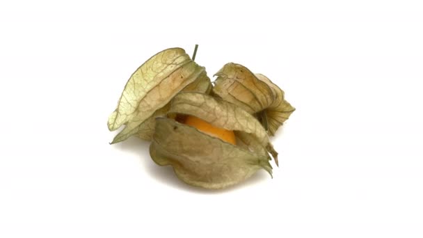 Physalis Beyaz Arkaplanda Izole — Stok video