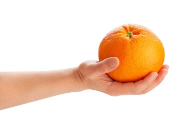 Greyfurt beyaz yolda izole edilmiş.