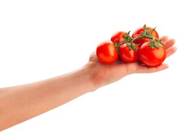 Elde domates dalı beyaz yolda izole