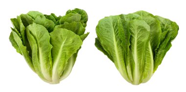 Romain marul yolu beyaz üzerinde izole