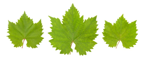 Chemin Feuilles Raisin Isolé Sur Blanc — Photo