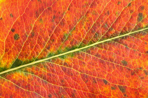 Jesień liść makro — Zdjęcie stockowe