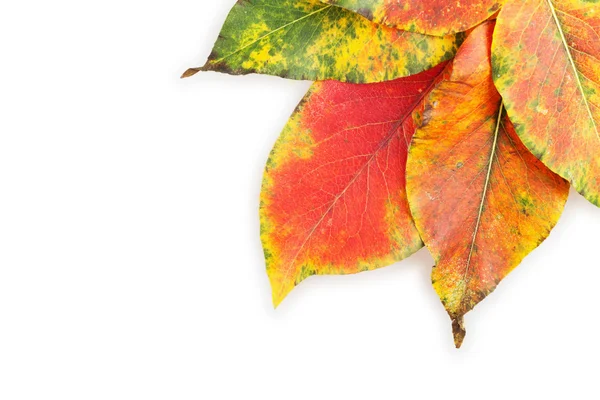 Canto folhas de outono — Fotografia de Stock