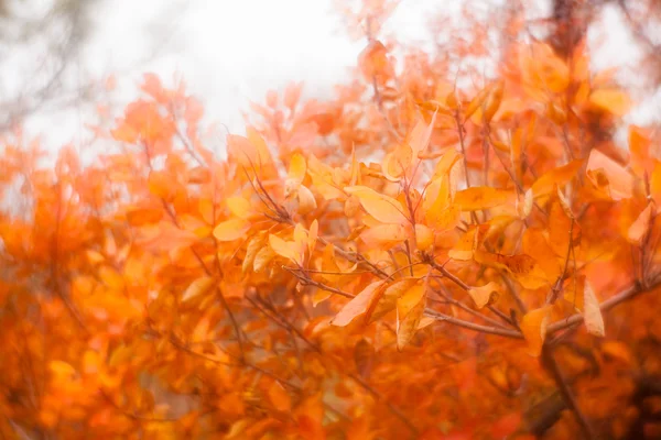 Niebla hojas otoño — Foto de Stock