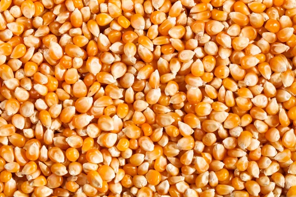 corn seeds