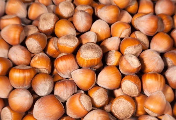 Lískové ořechy mnoho — Stock fotografie