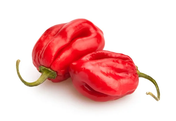 Chili peppers isolated — Stock Photo, Image