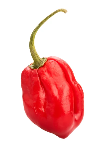 Hot chili peper — Stockfoto