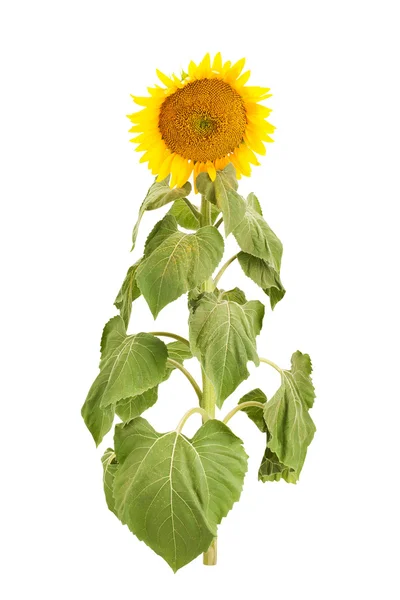 Girasole su sfondo bianco — Foto Stock