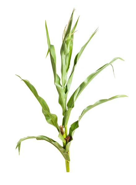 Maïs planten in close-up — Stockfoto