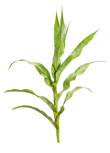 Corn plant in closeup — Stock Photo, Image