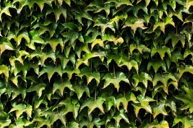 Leaves texture hedge