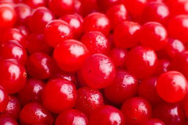 Viburnum macro closeup