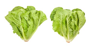 Romaine marul yolu beyaz üzerinde izole