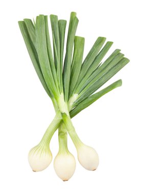 Genç soğan yolu beyazda izole edilmiş.