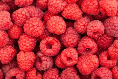 büyük ahududu grubu arkaplan deseni