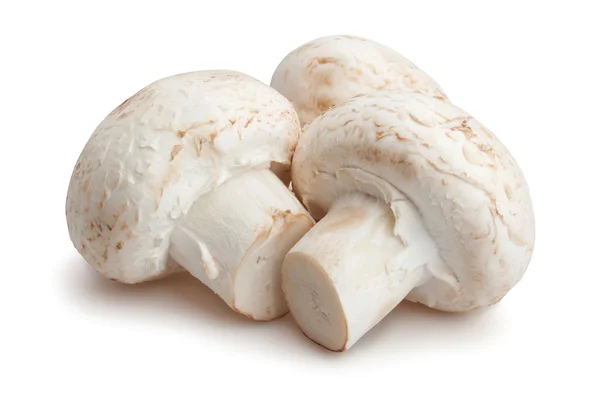 Вкусные спелые грибы — стоковое фото