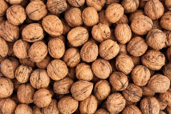 Спелые вкусные грецкие орехи — стоковое фото