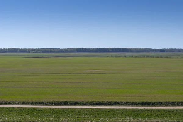 Zelený zemědělská pole v jarní. — Stock fotografie