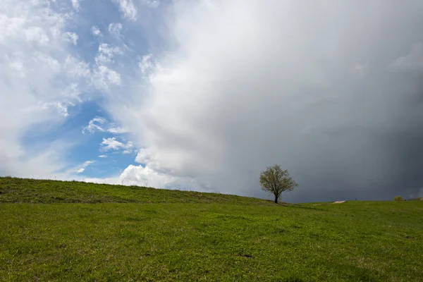 Landscape of Latvia with lonely tree and stormy sky. — Stock Photo, Image