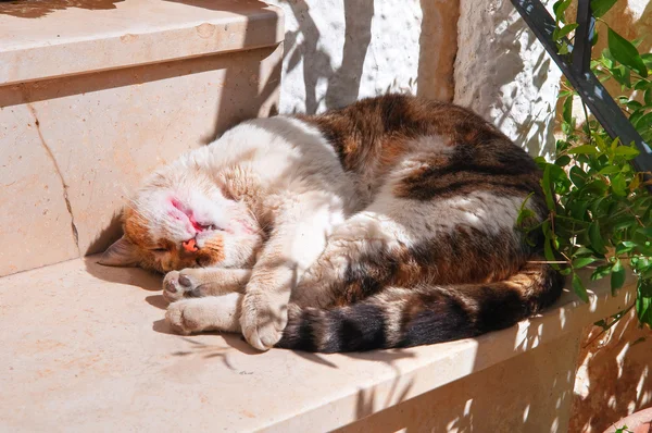 Yerli kedi. Polignano bir kısrak. Puglia. İtalya. — Stok fotoğraf
