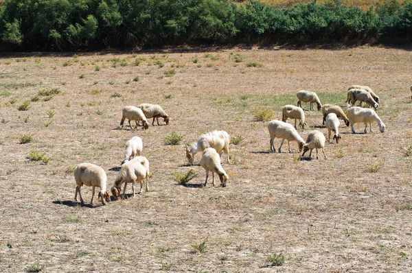 Pastoreio de ovinos . — Fotografia de Stock