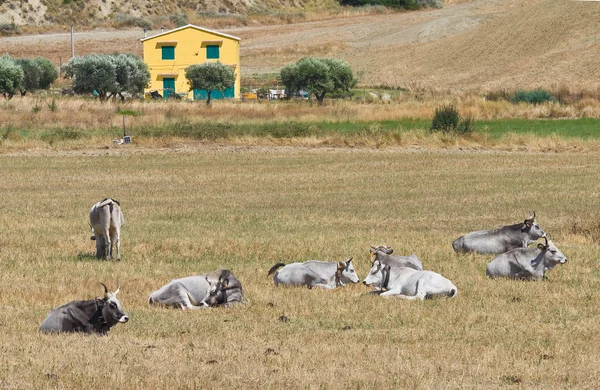 İnekler otlatma. — Stok fotoğraf