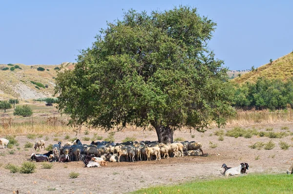 Grazende schapen. — Stockfoto