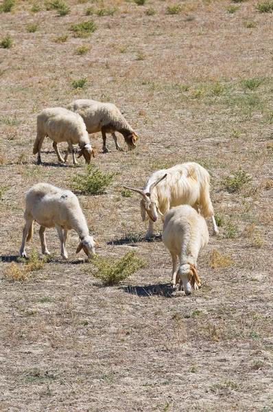 Pascolo ovino . — Foto Stock