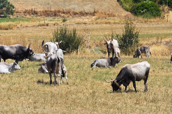 Cows grazing. — Stock Photo, Image