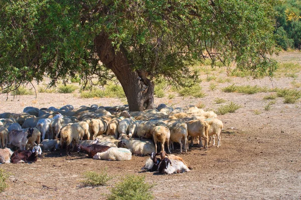 Owce na pastwisku. — Zdjęcie stockowe