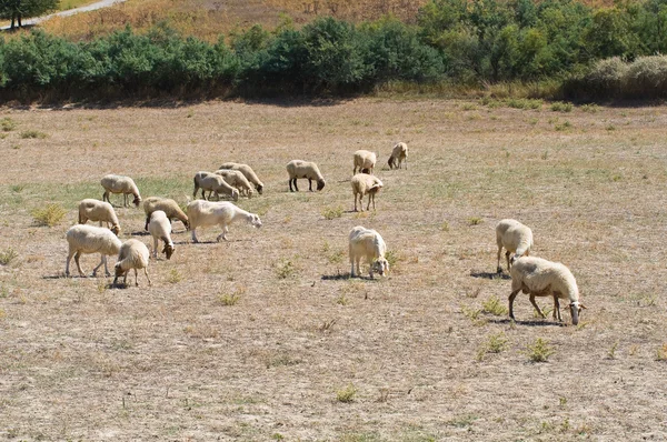 Grazende schapen. — Stockfoto