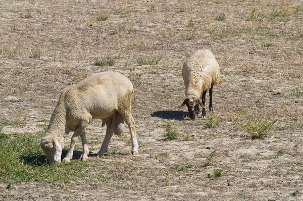 Выпас овец . — стоковое фото