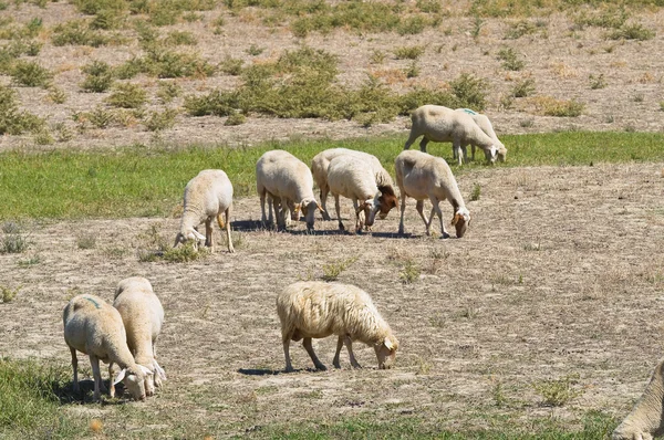 Pastoreo de ovejas . —  Fotos de Stock