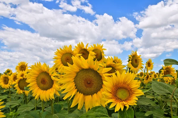 Sunflower field. Royalty Free Stock Photos