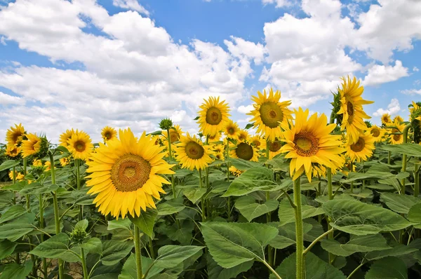 Campo de girassol . — Fotografia de Stock