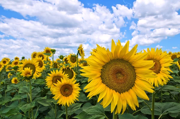 Sunflower field. Royalty Free Stock Images