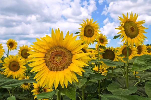 Sunflower field. Stock Picture