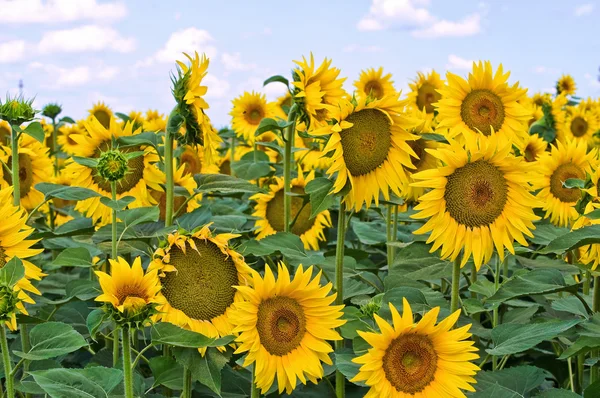 Campo de girasol . —  Fotos de Stock