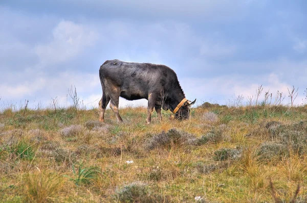 Vacas pastando . —  Fotos de Stock