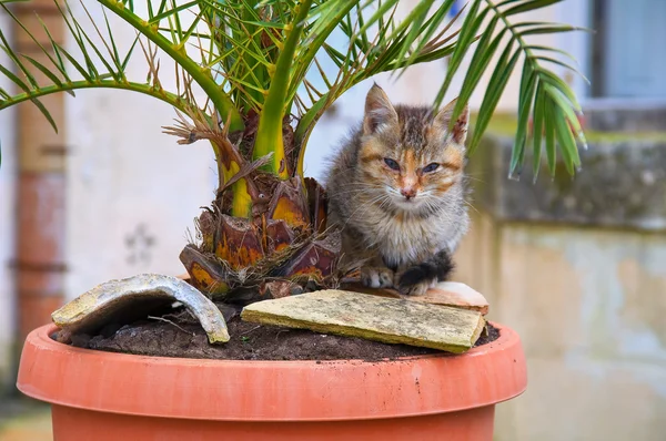 Gato selvagem . — Fotografia de Stock