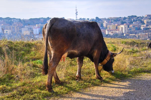 Kühe auf der Weide. — Stockfoto