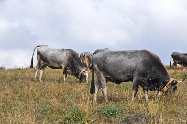 Grazende koeien. — Stockfoto