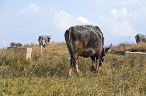 Vacas pastando . — Foto de Stock