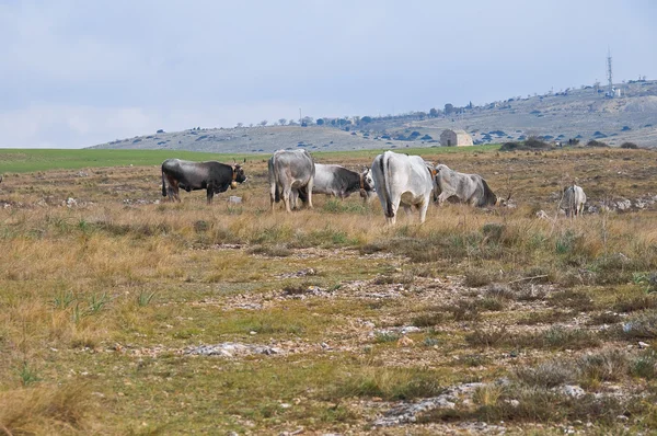 İnekler otlatma. — Stok fotoğraf