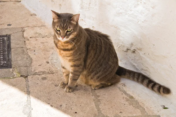 路地で座っている平織りの野生の猫. — ストック写真