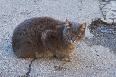 Vahşi kedi alleyway üzerinde oturan..