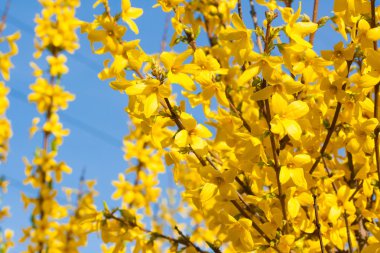 The Manchurian aralia yellow flowers clipart